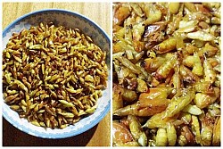 Khám Phá Mùa Săn Sâu Muồng Ở Tây Nguyên