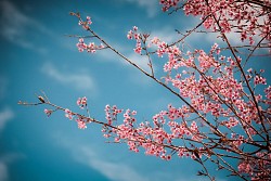 Xuân Tây Nguyên 2024 – rộn ràng những sắc hoa