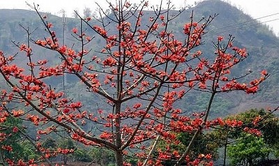 Đến Tây Nguyên đón đợi mùa hoa pơ-lang Đến Tây Nguyên đón đợi mùa hoa pơ-lang