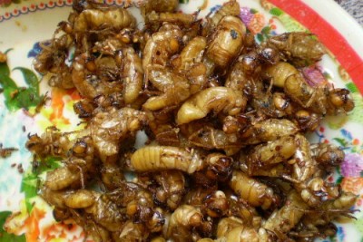 Độc Đáo Những Món Ăn Côn Trùng Ở Tây Nguyên Độc Đáo Những Món Ăn Côn Trùng Ở Tây Nguyên