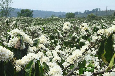 Kinh nghiệm đi phượt Tây Nguyên mùa hoa cà phê Kinh nghiệm đi phượt Tây Nguyên mùa hoa cà phê