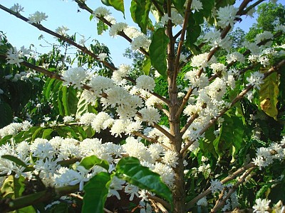 Kinh Nghiệm Du Lịch Tây Nguyên Mùa Hoa Cà Phê Kinh Nghiệm Du Lịch Tây Nguyên Mùa Hoa Cà Phê