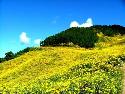 Lễ hội hoa dã quỳ ở núi lửa Chư Đăng Ya Lễ hội hoa dã quỳ ở núi lửa Chư Đăng Ya