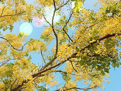 Ngỡ Ngàng Mùa Hoa Muồng Vàng Rực Góc Trời Gia Lai Ngỡ Ngàng Mùa Hoa Muồng Vàng Rực Góc Trời Gia Lai