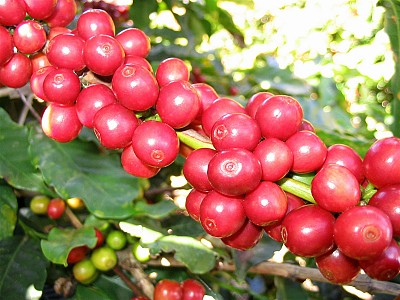 Về Tây Nguyên Thăm Thủ Phủ Của Cây Cà Phê Về Tây Nguyên Thăm Thủ Phủ Của Cây Cà Phê
