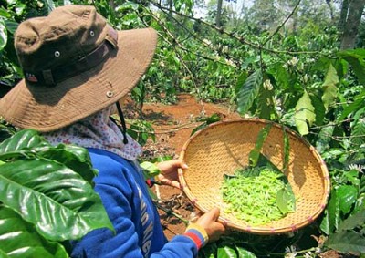 Về Tây Nguyên Ăn Nhộng Sâu Muồm Về Tây Nguyên Ăn Nhộng Sâu Muồm