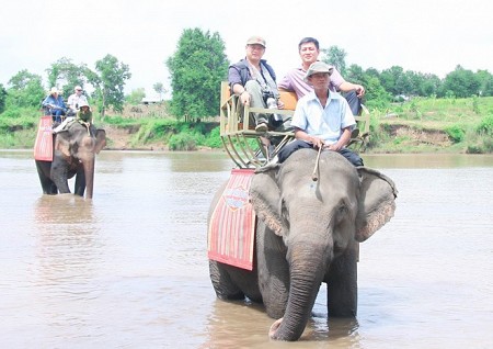 Hoạt động cưỡi voi sẽ hạn chế trong thời gian tới