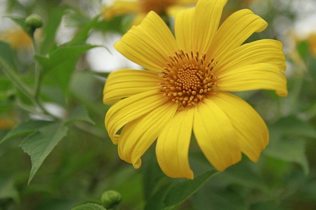 Khám Phá Tây Nguyên  - Đắm Chìm trong LỄ HỘI HOA DÃ QUỲ