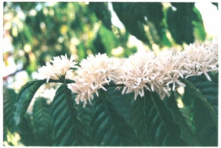 Kinh Nghiệm Vivu Đăk Lăk Mùa Hoa Cà Phê