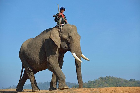 Làng voi Nhơn Hòa – Gia Lai