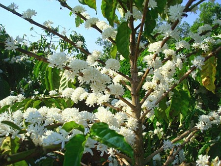 Mùa Hoa Cà Phê Tây Nguyên