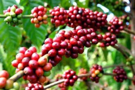 Buôn Ma Thuột – Buôn Đôn - Nhà Sàn Cổ - Trung Tâm Buôn Đôn – Thác Dray Nur | 1 ngày (VTN11)