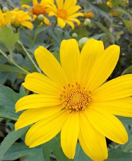 Hà Nội - Tây Nguyên - Komtun - Gia Lai - Daklak | 4 Ngày 3 Đêm (VNT40)