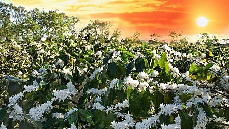 Buôn Mê Thuột – Tham Quan Hồ Lak - Buôn Đôn -  Thác Draynur | Tết Nguyên Đán 2025