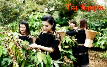 Khám Phá Tây Nguyên  - Đắm Chìm trong LỄ HỘI HOA DÃ QUỲ