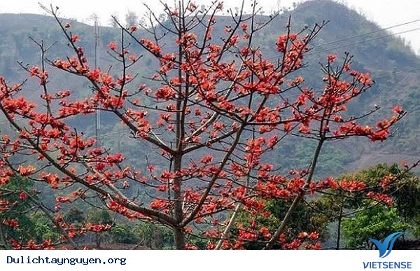 Đến Tây Nguyên đón đợi mùa hoa pơ-lang - Ảnh 1 Đến Tây Nguyên đón đợi mùa hoa pơ-lang - Ảnh 1