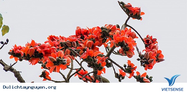 Đến Tây Nguyên đón đợi mùa hoa pơ-lang - Ảnh 3 Đến Tây Nguyên đón đợi mùa hoa pơ-lang - Ảnh 3