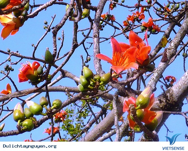 Đến Tây Nguyên đón đợi mùa hoa pơ-lang - Ảnh 2 Đến Tây Nguyên đón đợi mùa hoa pơ-lang - Ảnh 2