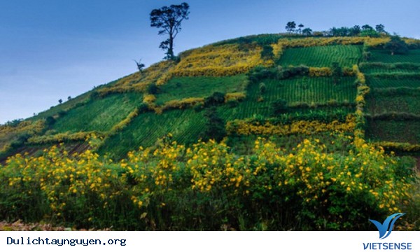 Lễ hội hoa dã quỳ ở núi lửa Chư Đăng Ya - Ảnh 2 Lễ hội hoa dã quỳ ở núi lửa Chư Đăng Ya - Ảnh 2
