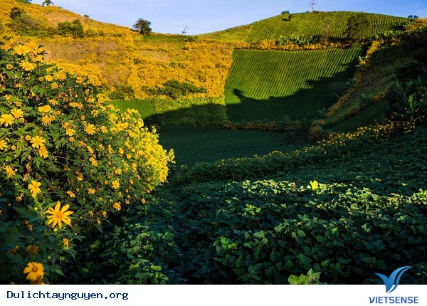 Lễ hội hoa dã quỳ ở núi lửa Chư Đăng Ya - Ảnh 3 Lễ hội hoa dã quỳ ở núi lửa Chư Đăng Ya - Ảnh 3