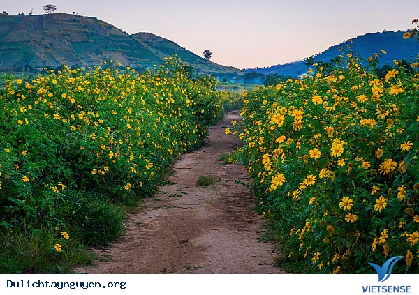 Lễ hội hoa dã quỳ ở núi lửa Chư Đăng Ya - Ảnh 4 Lễ hội hoa dã quỳ ở núi lửa Chư Đăng Ya - Ảnh 4