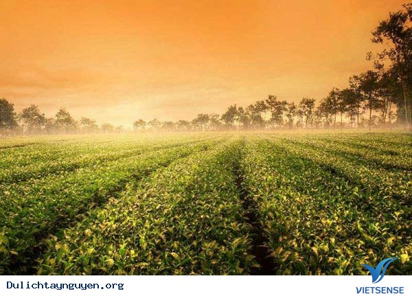 Đồi chè Pleiku Gia Lai Đồi chè Pleiku Gia Lai