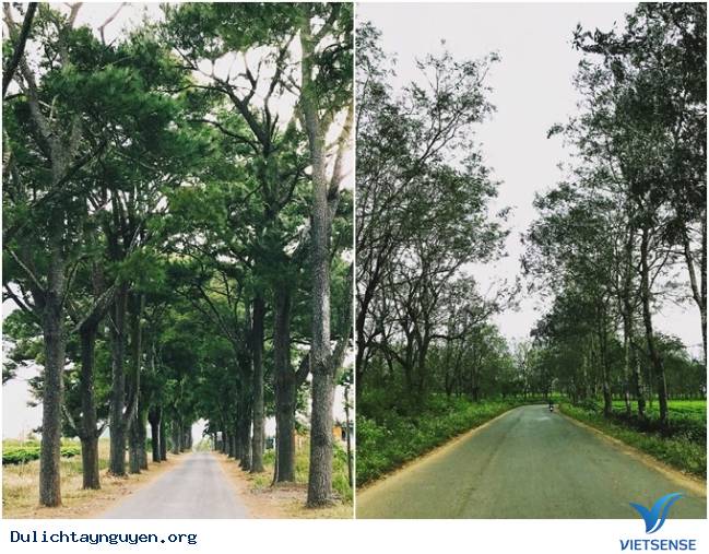 Đường quanh đồi chè Gia Lai Đường quanh đồi chè Gia Lai