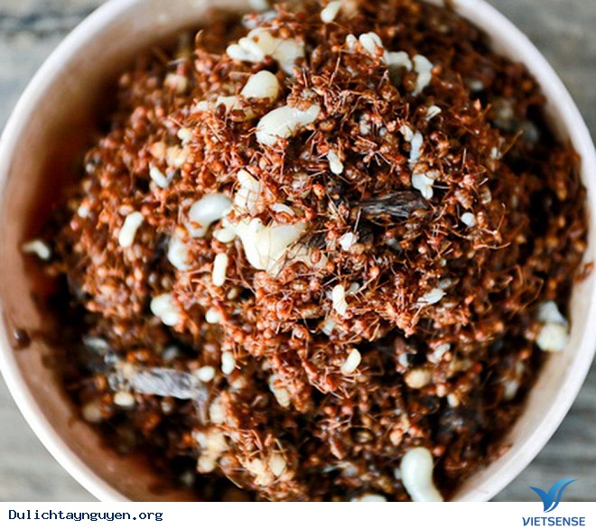 Độc Lạ Món Kiến Vàng Tây Nguyên - Ảnh 1