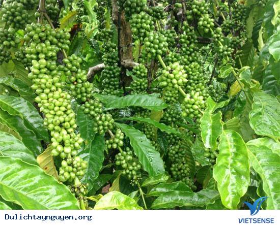 Tới Tây Nguyên Thăm Thủ Phủ Của Cây Cà Phê - Ảnh 2 Tới Tây Nguyên Thăm Thủ Phủ Của Cây Cà Phê - Ảnh 2