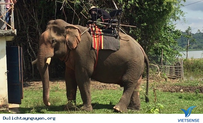 Trải Nghiệm Cưỡi Voi Ở Tây Nguyên - Ảnh 5 Trải Nghiệm Cưỡi Voi Ở Tây Nguyên - Ảnh 5