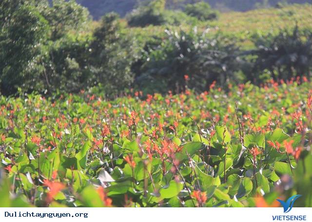 Khám Phá Cánh Đồng Hoa Dong Riềng Bạt Ngàn Dưới Chân Núi Lửa Gia Lai - Ảnh 2