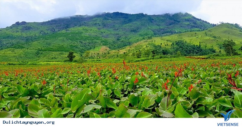 Khám Phá Cánh Đồng Hoa Dong Riềng Bạt Ngàn Dưới Chân Núi Lửa Gia Lai - Ảnh 1