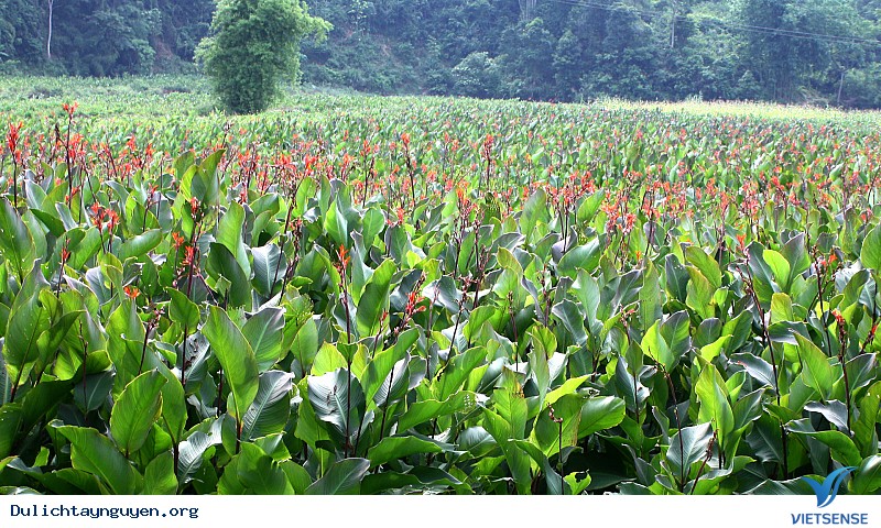 Khám Phá Cánh Đồng Hoa Dong Riềng Bạt Ngàn Dưới Chân Núi Lửa Gia Lai - Ảnh 4