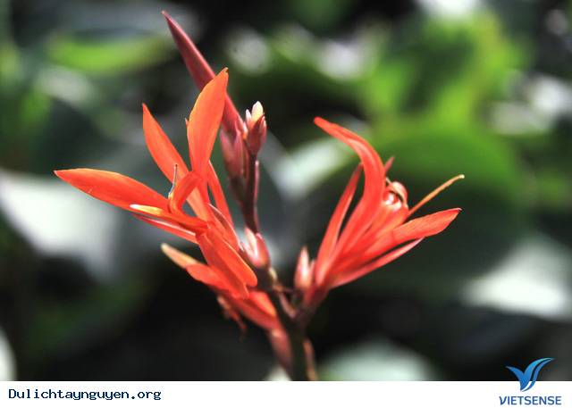 Khám Phá Cánh Đồng Hoa Dong Riềng Bạt Ngàn Dưới Chân Núi Lửa Gia Lai - Ảnh 5