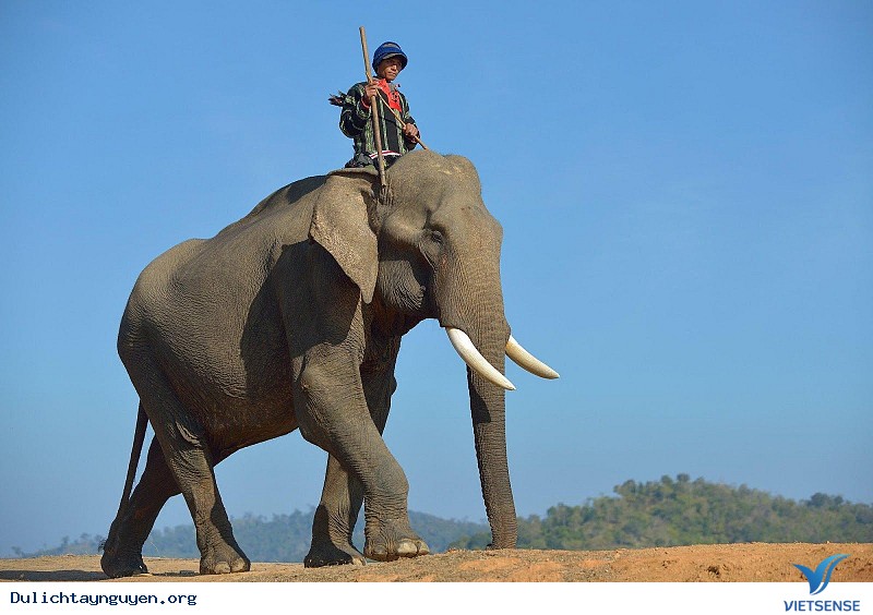 Làng voi Nhơn Hòa – Gia Lai - Ảnh 1 Làng voi Nhơn Hòa – Gia Lai - Ảnh 1
