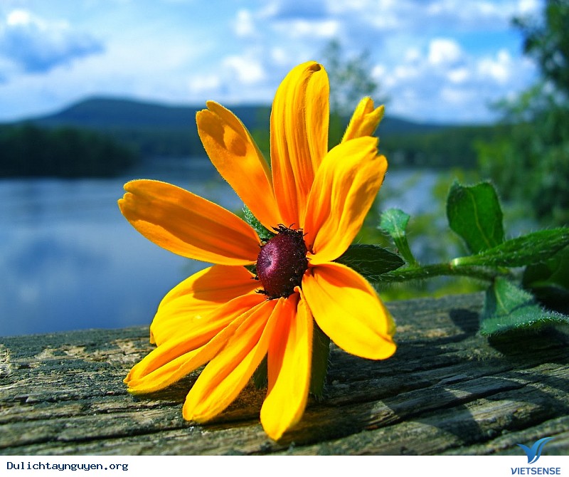 Ngỡ Ngàng Mùa Hoa Muồng Vàng Rực Góc Trời Gia Lai - Ảnh 4