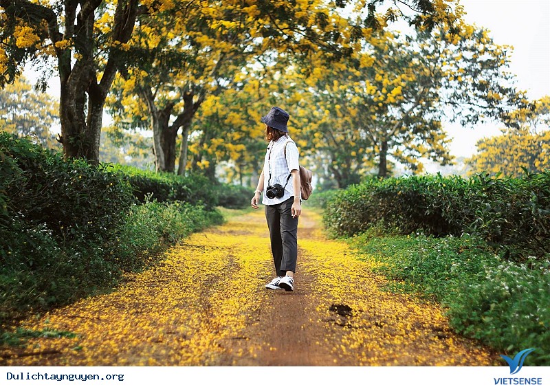 Ngỡ Ngàng Mùa Hoa Muồng Vàng Rực Góc Trời Gia Lai - Ảnh 1