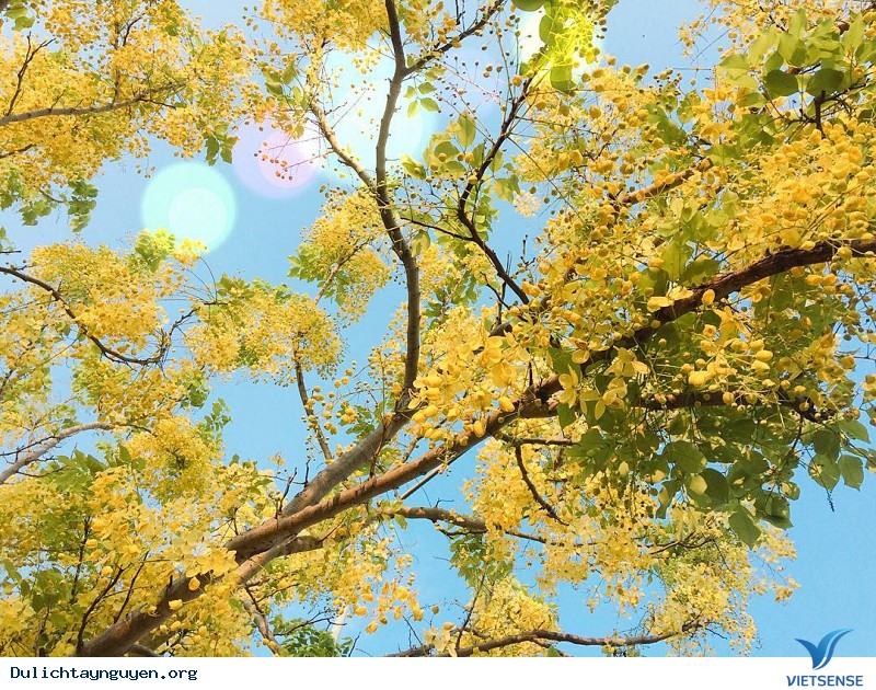 Ngỡ Ngàng Mùa Hoa Muồng Vàng Rực Góc Trời Gia Lai - Ảnh 2