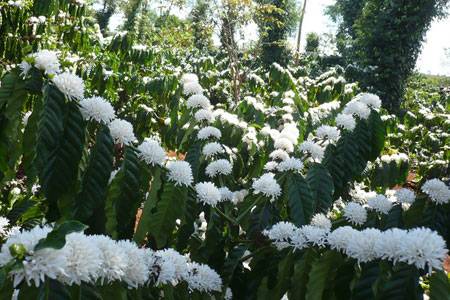 Ấn Tượng Vẻ Đẹp Thiên Nhiên Tây Nguyên - Ảnh 2