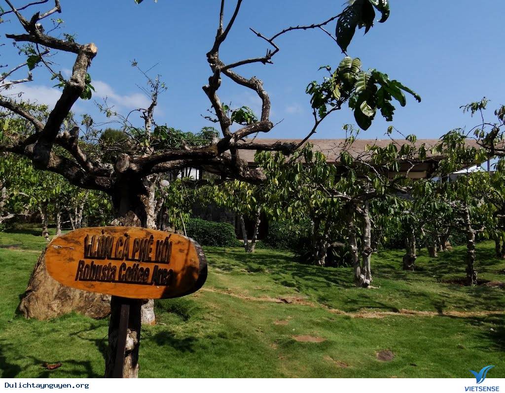 Cảnh Đẹp Tây Nguyên Mùa Hoa Cà Phê Nở - Ảnh 4