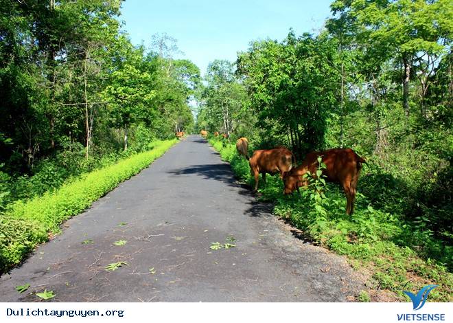 Chiêm Ngưỡng Màu Xanh Kỳ Diệu Của Ngọn Thác Gia Long Ở Đăk Lăk - Ảnh 1 Chiêm Ngưỡng Màu Xanh Kỳ Diệu Của Ngọn Thác Gia Long Ở Đăk Lăk - Ảnh 1