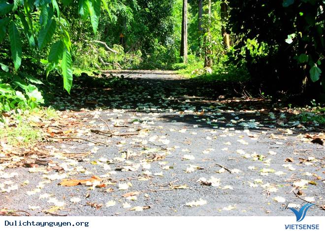 Chiêm Ngưỡng Màu Xanh Kỳ Diệu Của Ngọn Thác Gia Long Ở Đăk Lăk - Ảnh 4 Chiêm Ngưỡng Màu Xanh Kỳ Diệu Của Ngọn Thác Gia Long Ở Đăk Lăk - Ảnh 4