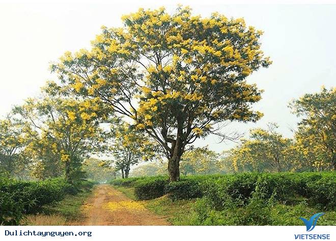 Chư Đăng Ya những ngày đầu tháng 11 - Ảnh 3