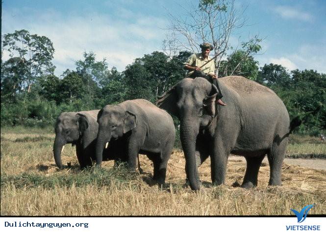 Có Một Tây Nguyên Hoàn Toàn Khác Qua Ống Kinh Người Nhật - Ảnh 9