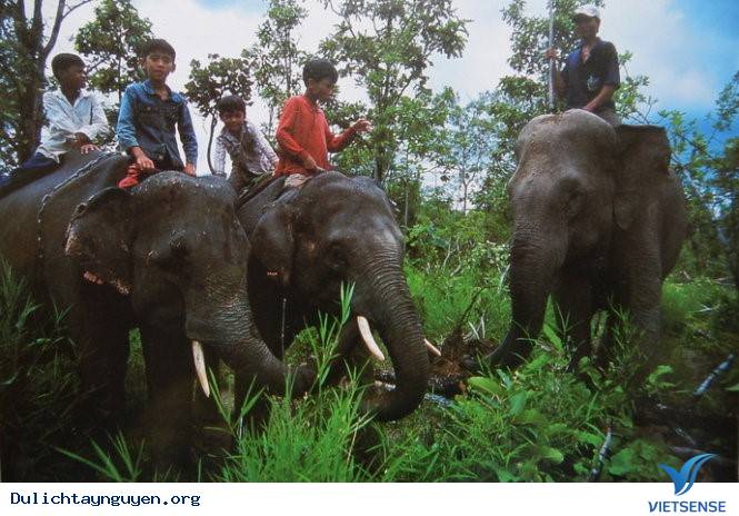 Có Một Tây Nguyên Hoàn Toàn Khác Qua Ống Kinh Người Nhật - Ảnh 8