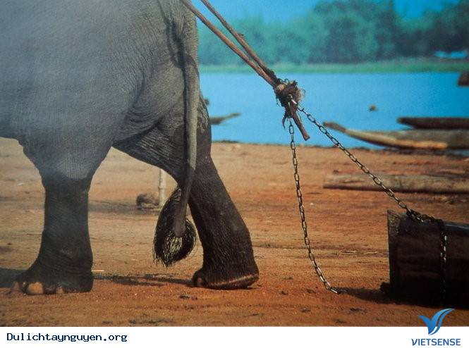 Có Một Tây Nguyên Hoàn Toàn Khác Qua Ống Kinh Người Nhật - Ảnh 4