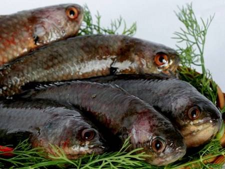 Đặc Sản Cá Tiến Vua - Ảnh 1