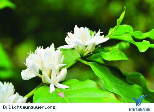 Đất Trời Tây Nguyên Đẹp Dịp Dàng Những Ngày Mua Hoa Tháng Ba - Ảnh 1 Đất Trời Tây Nguyên Đẹp Dịp Dàng Những Ngày Mua Hoa Tháng Ba - Ảnh 1