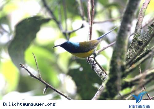 Vườn Quốc Gia Chư Yang Sin - Ảnh 3 Vườn Quốc Gia Chư Yang Sin - Ảnh 3