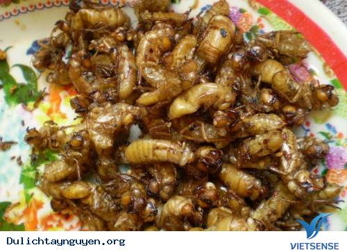 Ve sầu Ve sầu